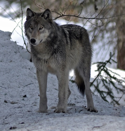 4-10-12-wolf-1_(cropped)