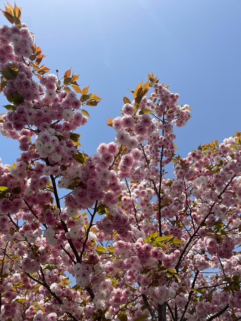 o1080144015272759857