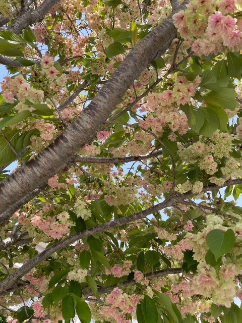 o1080144015272759877