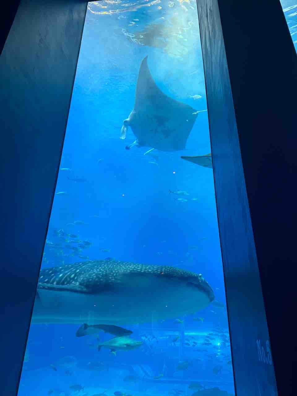 美ら海水族館へ : ビットコインクイーン名波はるかのビットコインでEnjoyLife