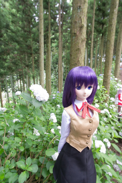 アジサイ撮影オフ DD桜1