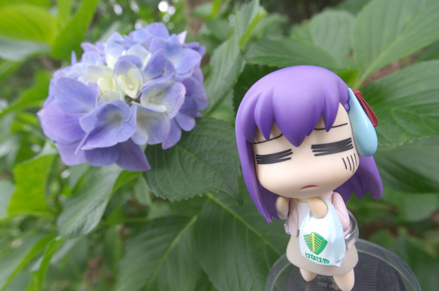 アジサイ撮影オフ へたれ桜1