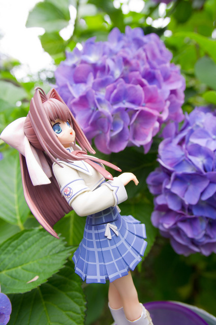 アジサイ撮影オフ 音姫