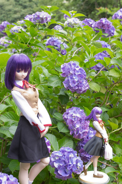 アジサイ撮影オフ 桜2人1