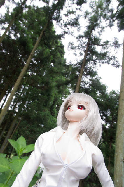 アジサイ撮影オフ 美夜