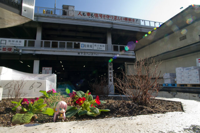 築地市場正門前でルカと