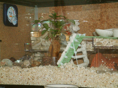 Yado Log オカヤドカリ日和 Yado Log オカヤドカリ日和