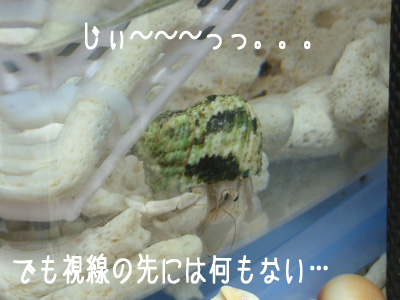 Yado Log オカヤドカリ日和 09年08月