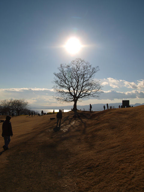 山頂の樹