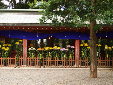 菊の展示
