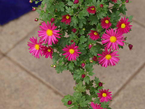 菊花