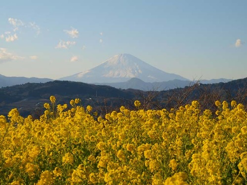 富士山