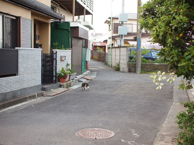 江ノ島の猫が消えている 茶飲み暮らし 和と自然の風景写真ブログ