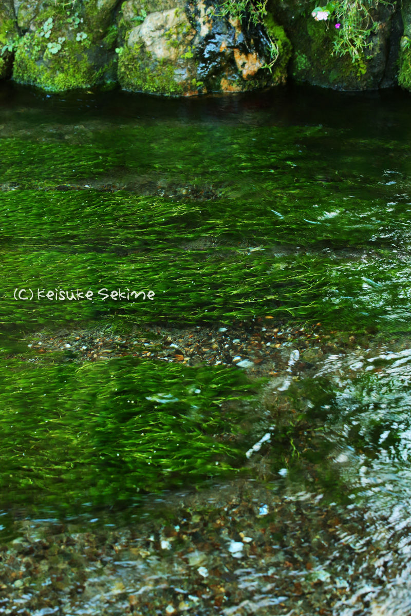 醒ヶ井の梅花藻 滋賀県 茶飲み暮らし 和と自然の風景写真ブログ