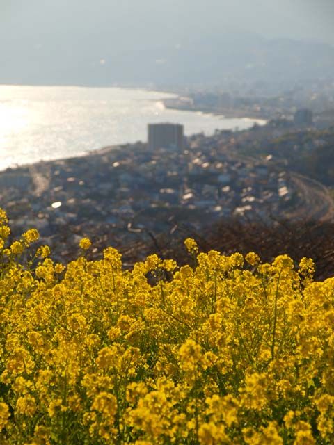 小田原の町