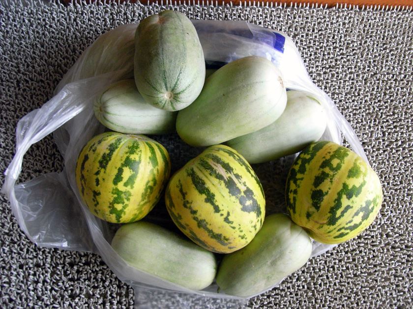 今年も まくわうり をいただきました 栗かぼちゃのはじめての野菜作り