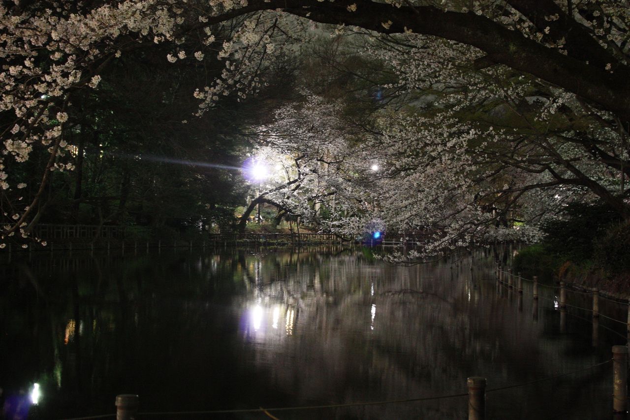 13年春 井の頭公園の夜桜 Harumao Papaのblog