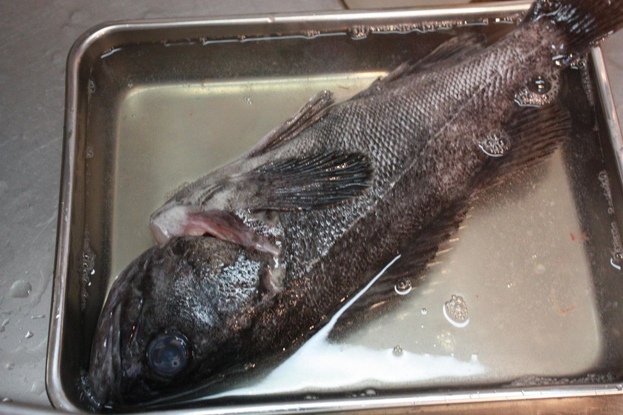 黒ソイの煮付け たまには純和風 Harumao Papaのblog 黒ソイの煮付け たまには純和風 Harumao Papaのblog