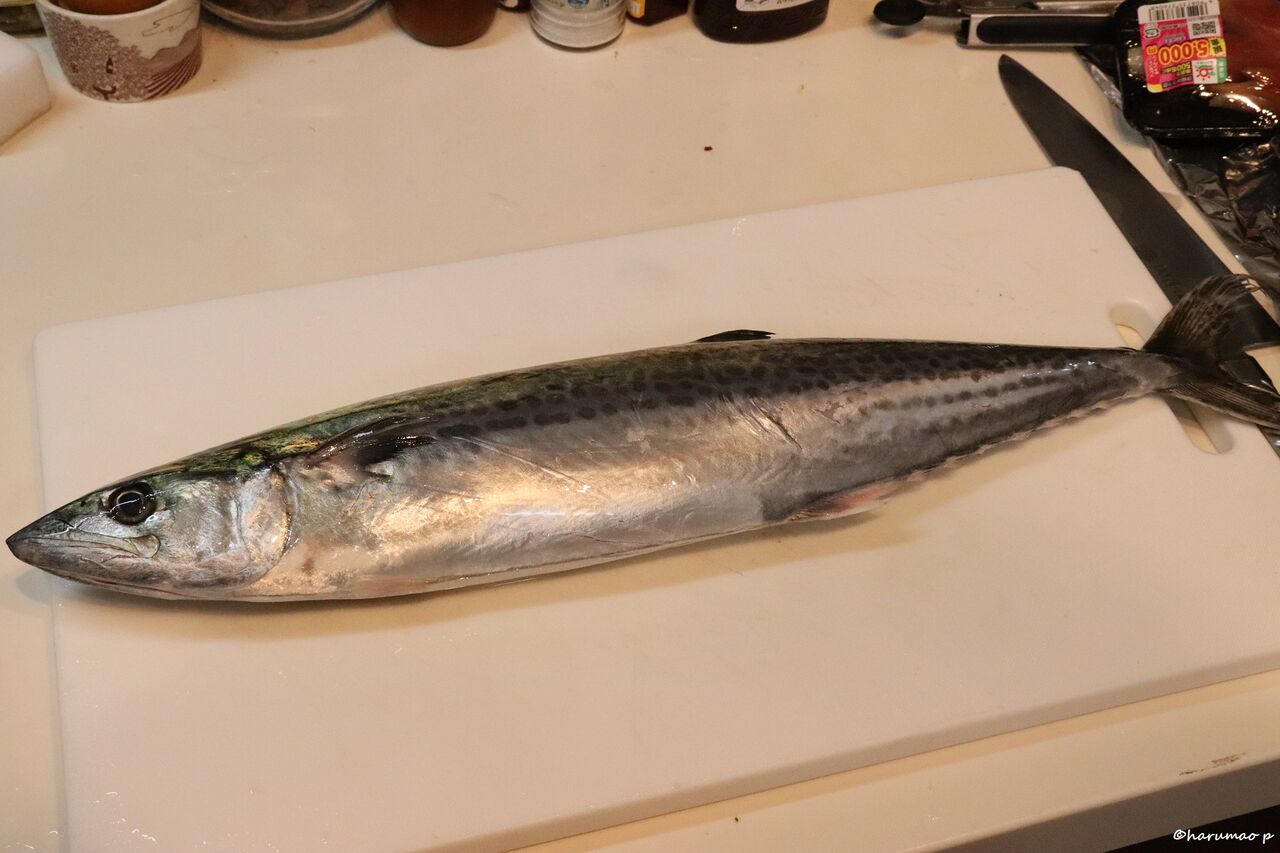 サゴシのタタキと手羽揚げ Harumao Papaのblog