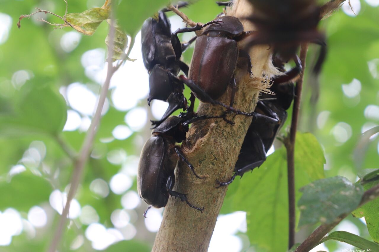 木槿とカブトムシ Harumao Papaのblog 木槿とカブトムシ Harumao Papaのblog