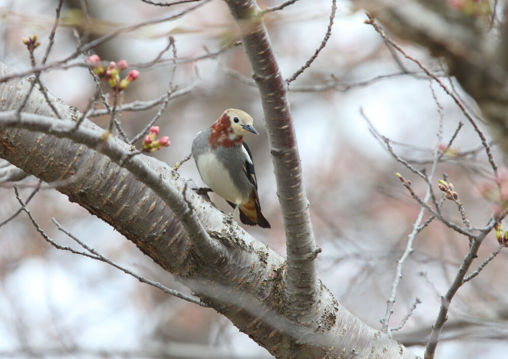 思い出の鳥たち（137） : 諏訪ッチ