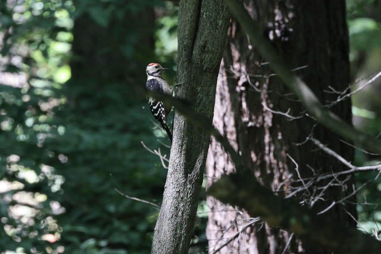 いつもの森へ ６６３ 諏訪ッチ