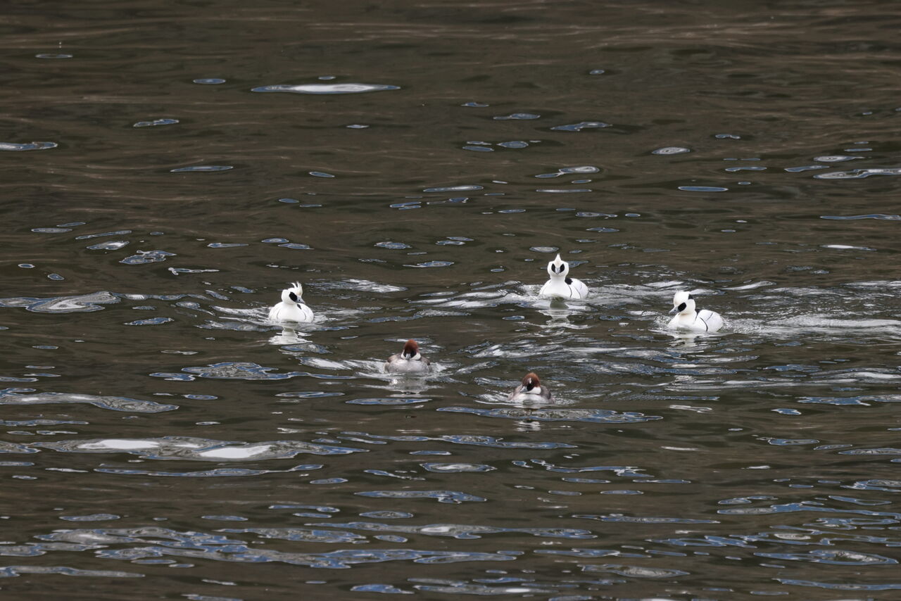 湖畔にて ７３３ 諏訪ッチ