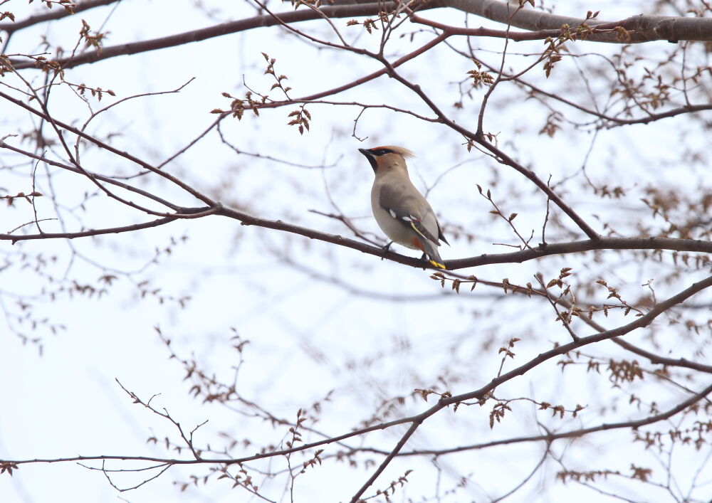 思い出の鳥たち（137） : 諏訪ッチ