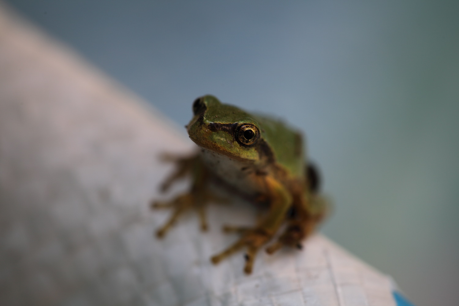 雨が好き 諏訪ッチ