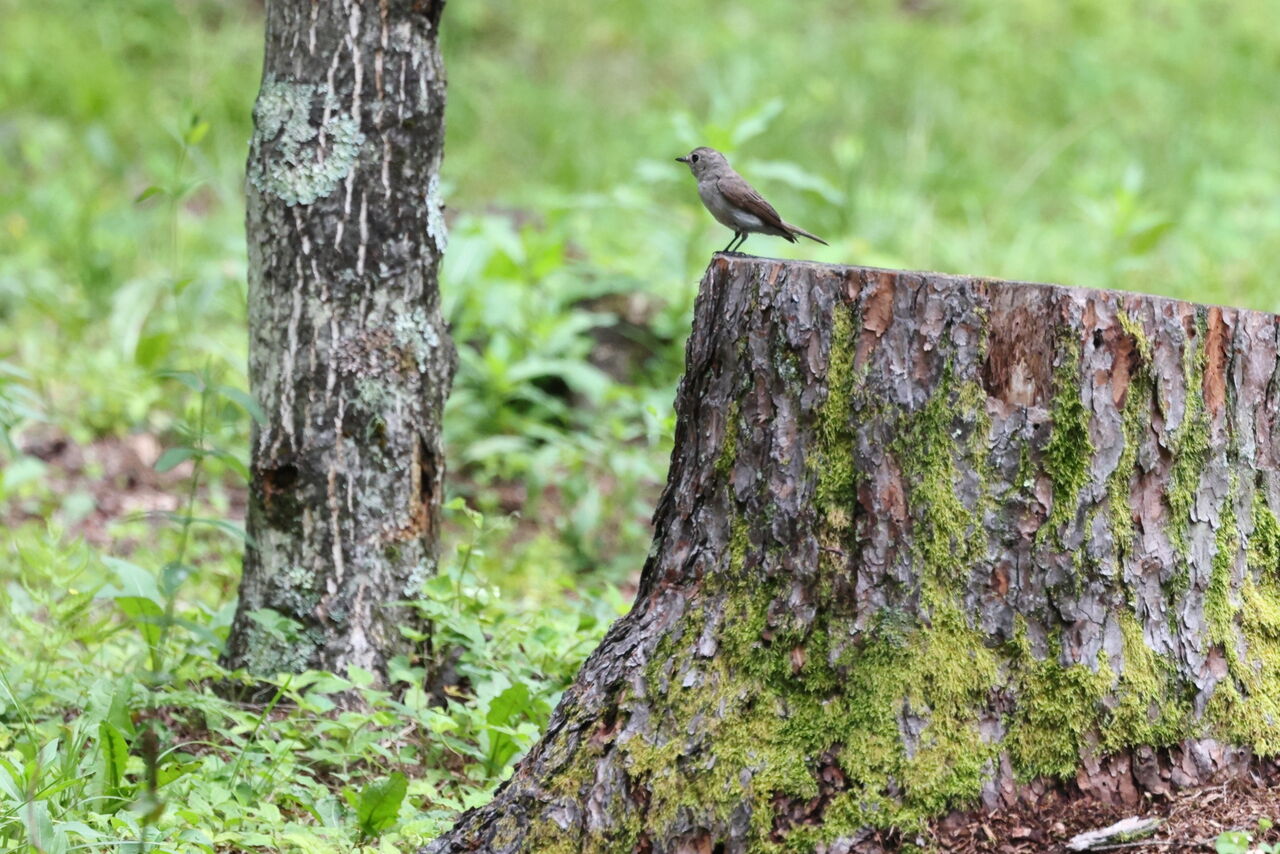 いつもの森へ ６６３ 諏訪ッチ