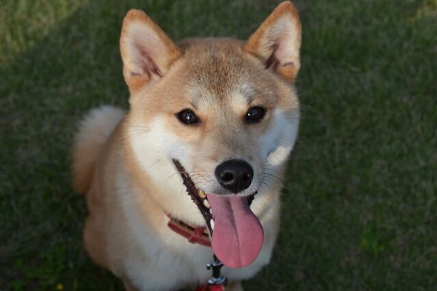 日本であまり見ないけどイギリスではポピュラーな犬種