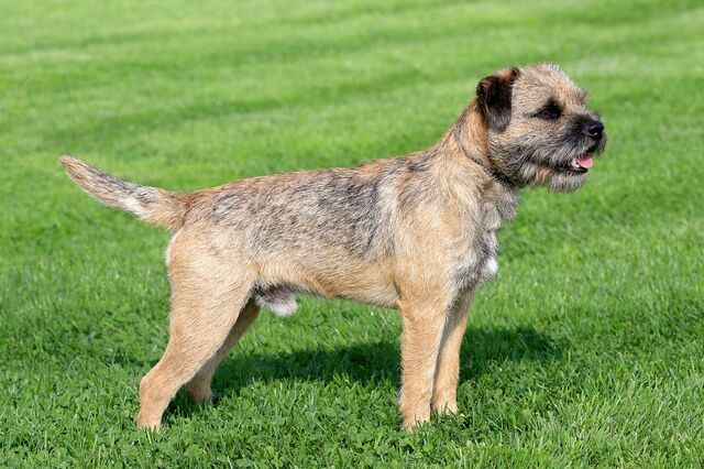 日本であまり見ないけどイギリスではポピュラーな犬種 英会話アドバイザー小松春菜のブログ 日本であまり見ないけどイギリスではポピュラーな犬種 英会話アドバイザー小松春菜のブログ