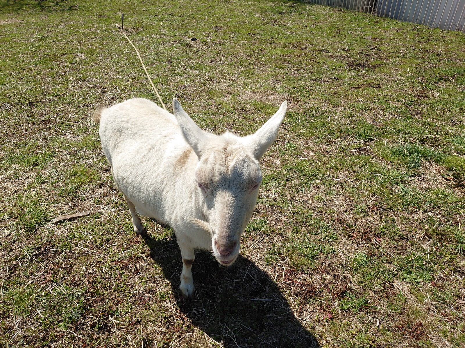 652 180sxのフルデュアルマフラーを作ってみた ハイエースのラジエター交換他オイル漏れ修理バンプストップ交換など 神奈川横浜 春ノ木レーシング公式ブログ