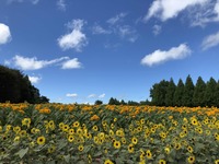 IMG_6963