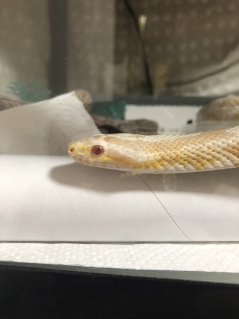 D01A91B8-A878-463E-93DE-C482FE74D5DA