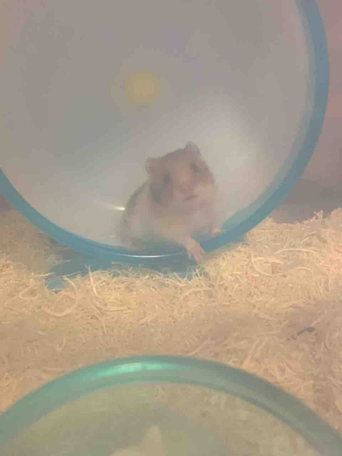 ついに再入荷 メデラ 電動搾乳器 お洒落