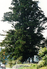 平家杉