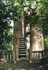 妙雲寺の大杉
