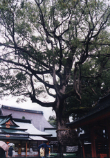 重盛手植えの楠