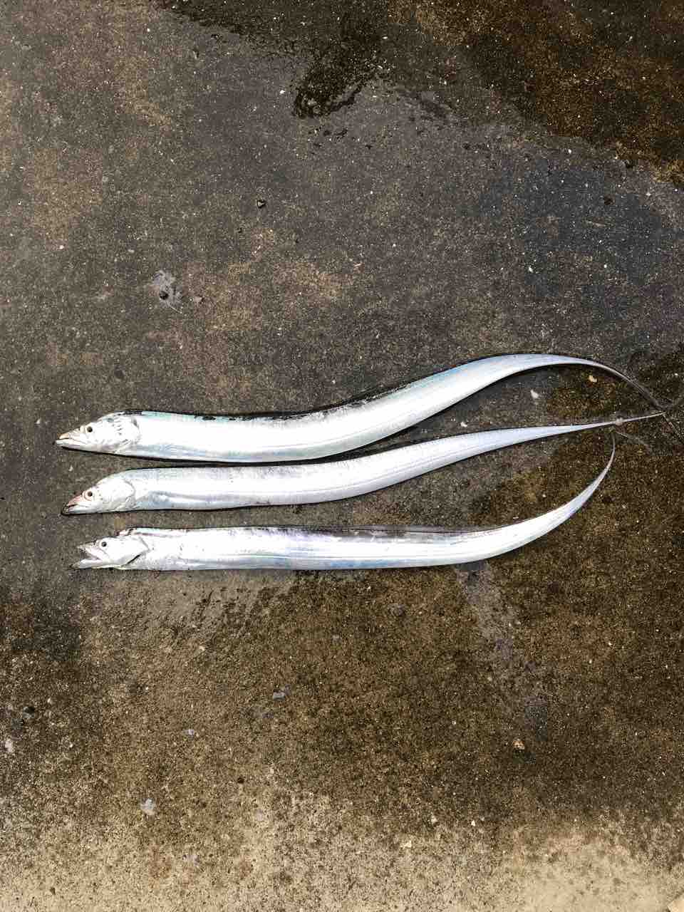 新しもの好き サーフ釣り日記