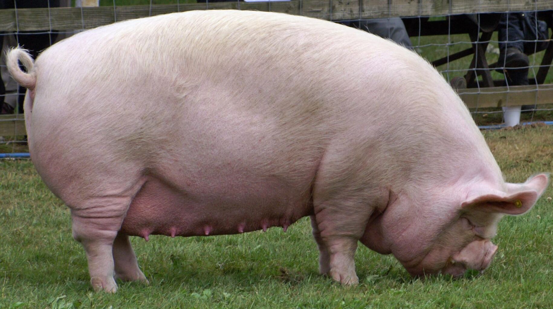 詩をよむ日日 宮沢賢治 あの大もののヨークシャ豚が 春と修羅 第3集 38