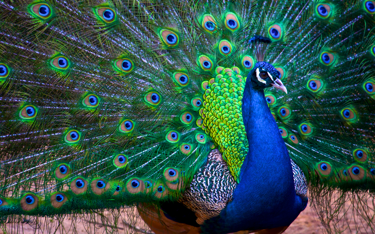 詩をよむ日日 青森挽歌 青い孔雀