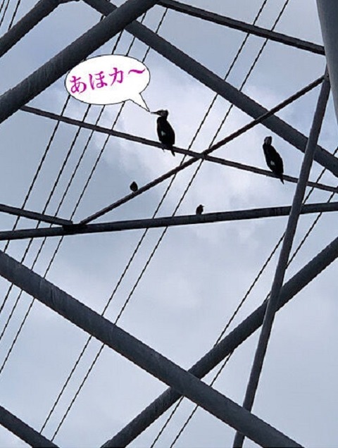 karasu