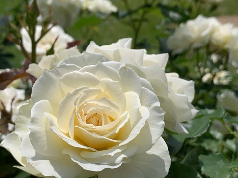 E275CC60-59F0-4C5D-B21C-28E63E9A3F7E