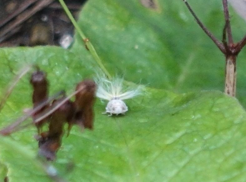 天から舞い降りた白い妖精 謎の虫 バウムでピースな日々 天から舞い降りた白い妖精 謎の虫 バウムでピースな日々