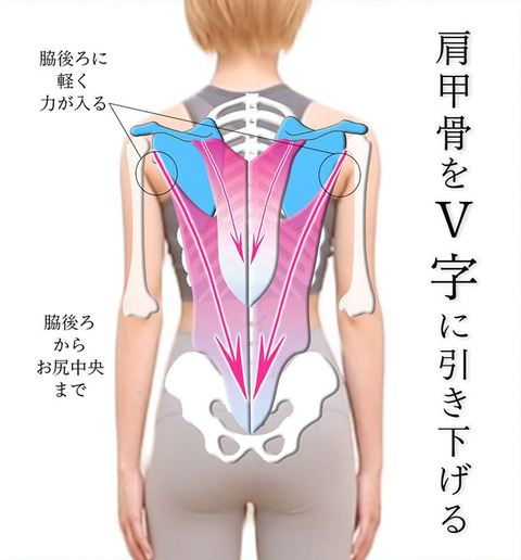 2肩甲骨