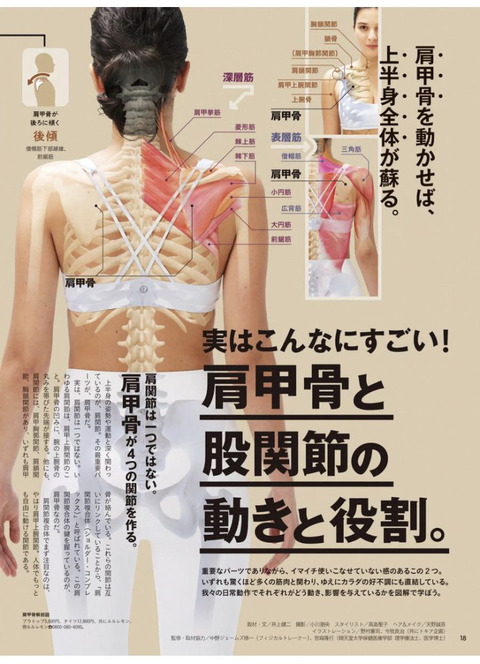 肩甲骨と股関節
