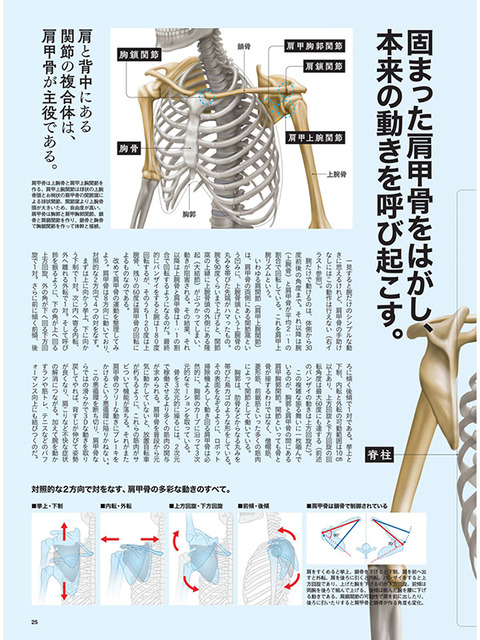 肩甲骨1