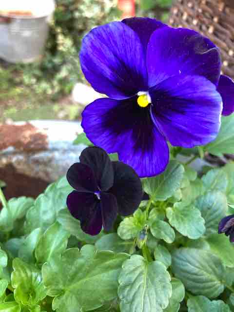 青パンジー黒ビオラ ハルゾ カフェ ときどき開店 青パンジー黒ビオラ ハルゾ カフェ ときどき開店