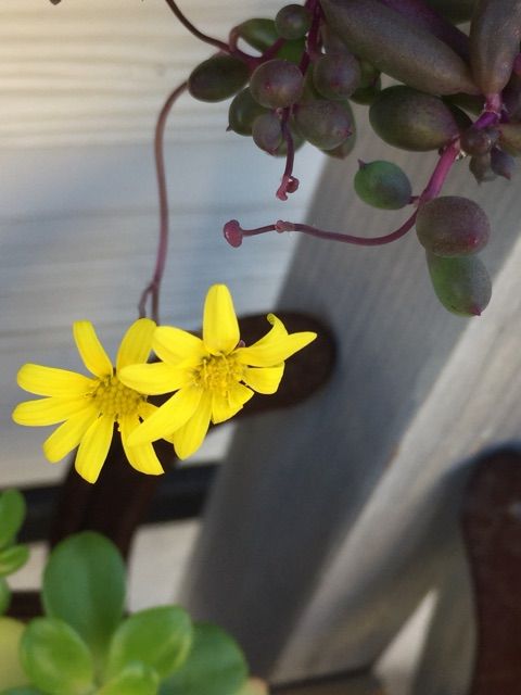 ルビーネックレスの花 ハルゾ カフェ ときどき開店 ルビーネックレスの花 ハルゾ カフェ ときどき開店